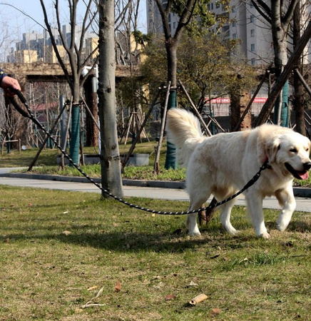 Lesă pentru câini de 1,5 metri